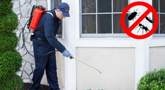 Dedebaşı Kene İlaçlama böcek ilaçlama ve haşere kontrolü — ilaclama-tr.com